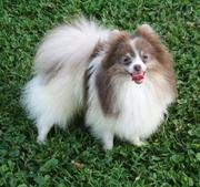  Adorable Pomeranian puppies for re-homing a good home