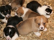 AKC Pembroke Welsh Corgi's in S.W.  WI