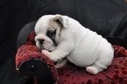  french bulldog for sale(adoption)