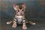 four Bengal kittens for sale