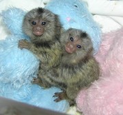 Pygmy Marmoset Monkeys For  Adoption