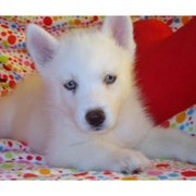 Well Trained Siberian Husky Puppy looking for life time companion